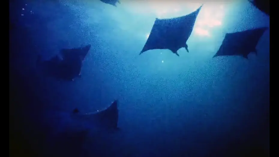 Видео к сериалу Планета Земля 2 — Filming Hundreds Of Mobula Rays At Night | Blue Planet II Behind The Scenes