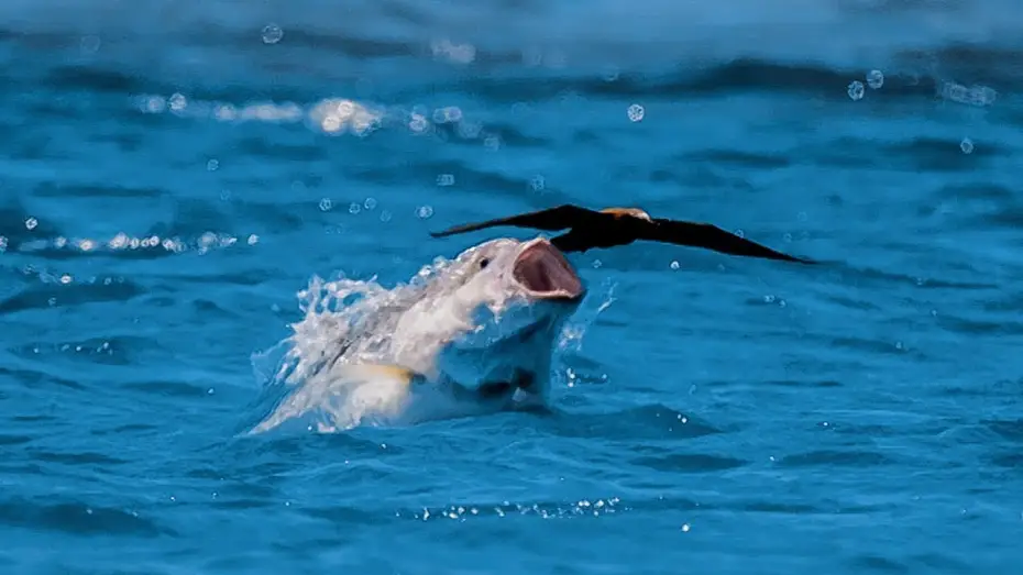 Видео к сериалу Планета Земля 2 — Bird vs Fish | Blue Planet II