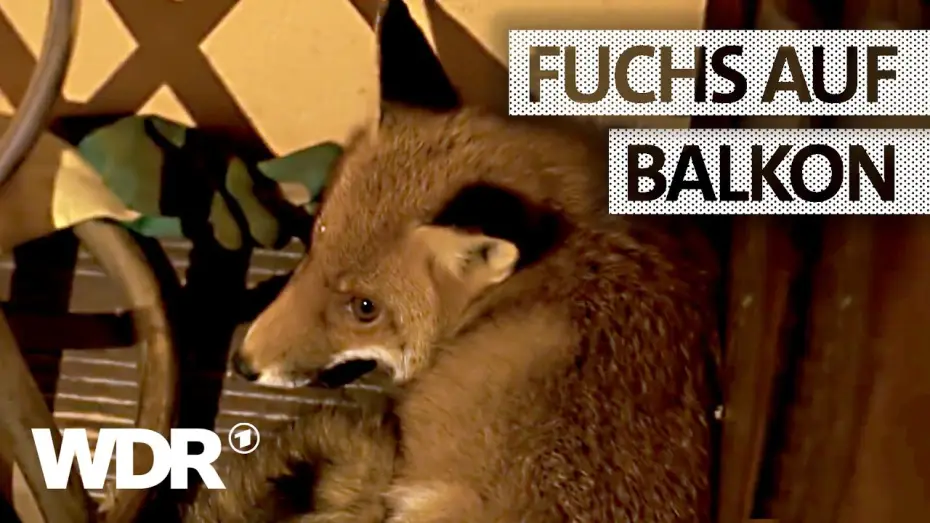 Видео к сериалу Feuer & Flamme — Feuer & Flamme | Fuchs auf einem Balkon | WDR