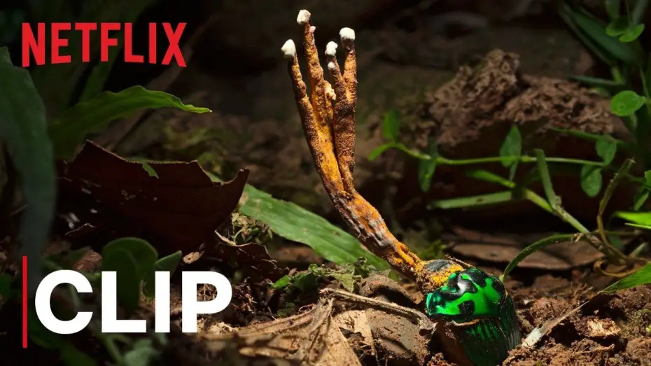 Видео к сериалу Наша планета — Our Planet | Fungus | Clip | Netflix