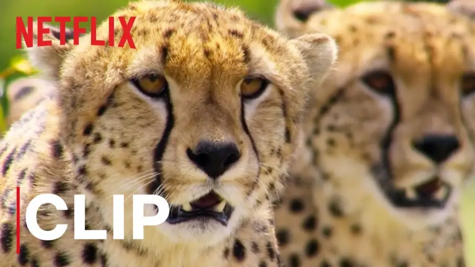 Видео к сериалу Наша планета — Our Planet | Cheetah Hunt | Clip | Netflix