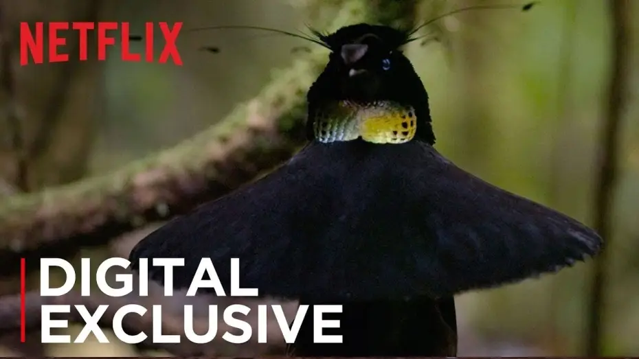 Видео к сериалу Наша планета — Our Planet | Birds Of Paradise | Exclusive Clip | Netflix