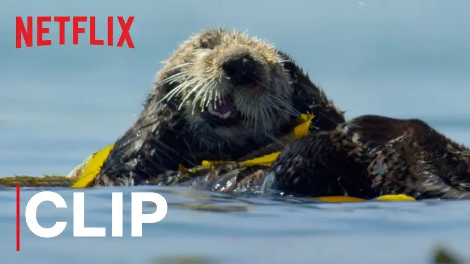 Видео к сериалу Наша планета — Our Planet | Otters | Clip | Netflix