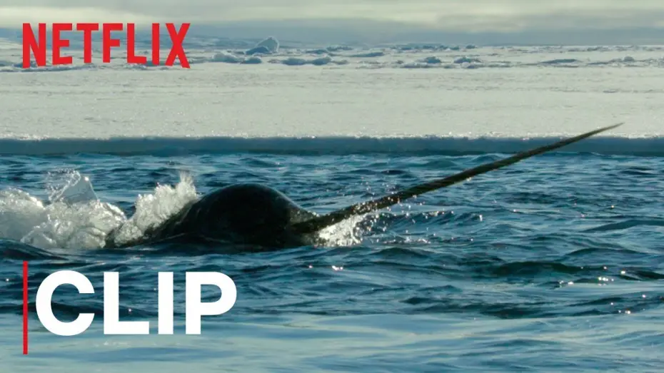 Видео к сериалу Наша планета — Our Planet | Narwhals | Clip | Netflix