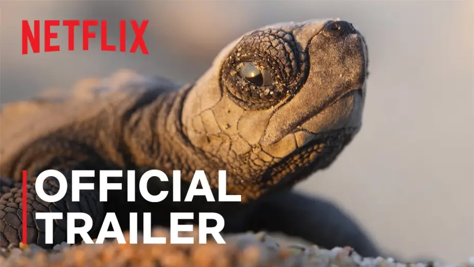 Видео к сериалу Наша планета — Наша планета II — Our Planet II Official Trailer