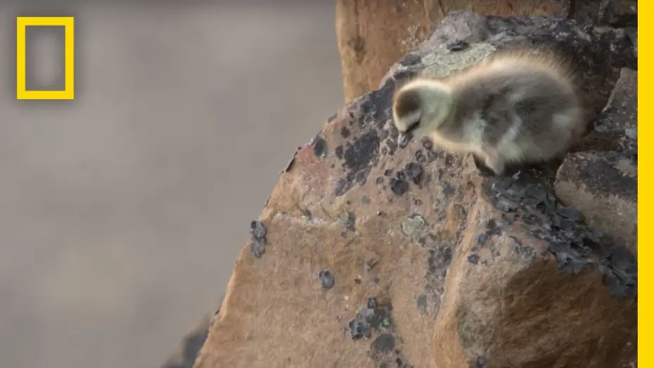 Видео к сериалу Враждебная планета — Arctic Geese Chicks Jump Off Cliff to Survive | Hostile Planet