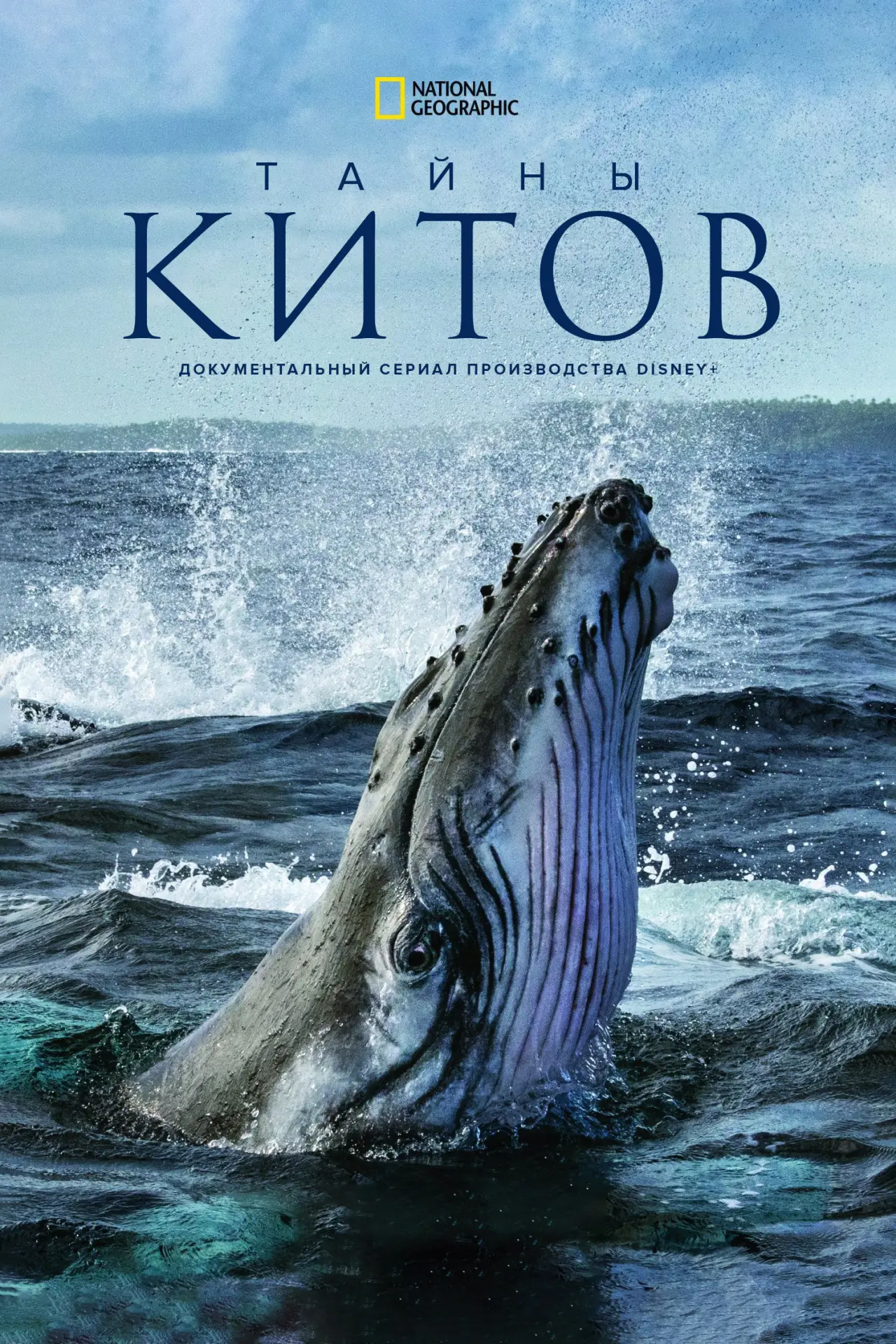 Постер к сериалу "Секреты китов"