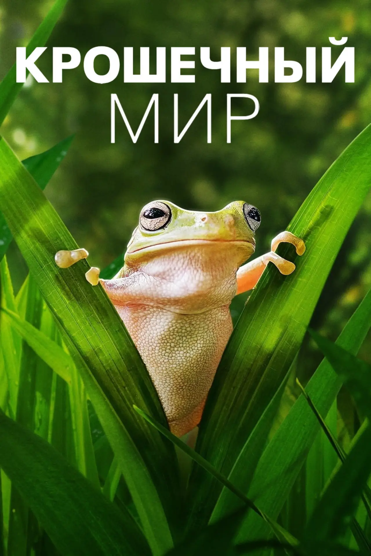 Постер к сериалу "Крошечный мир"