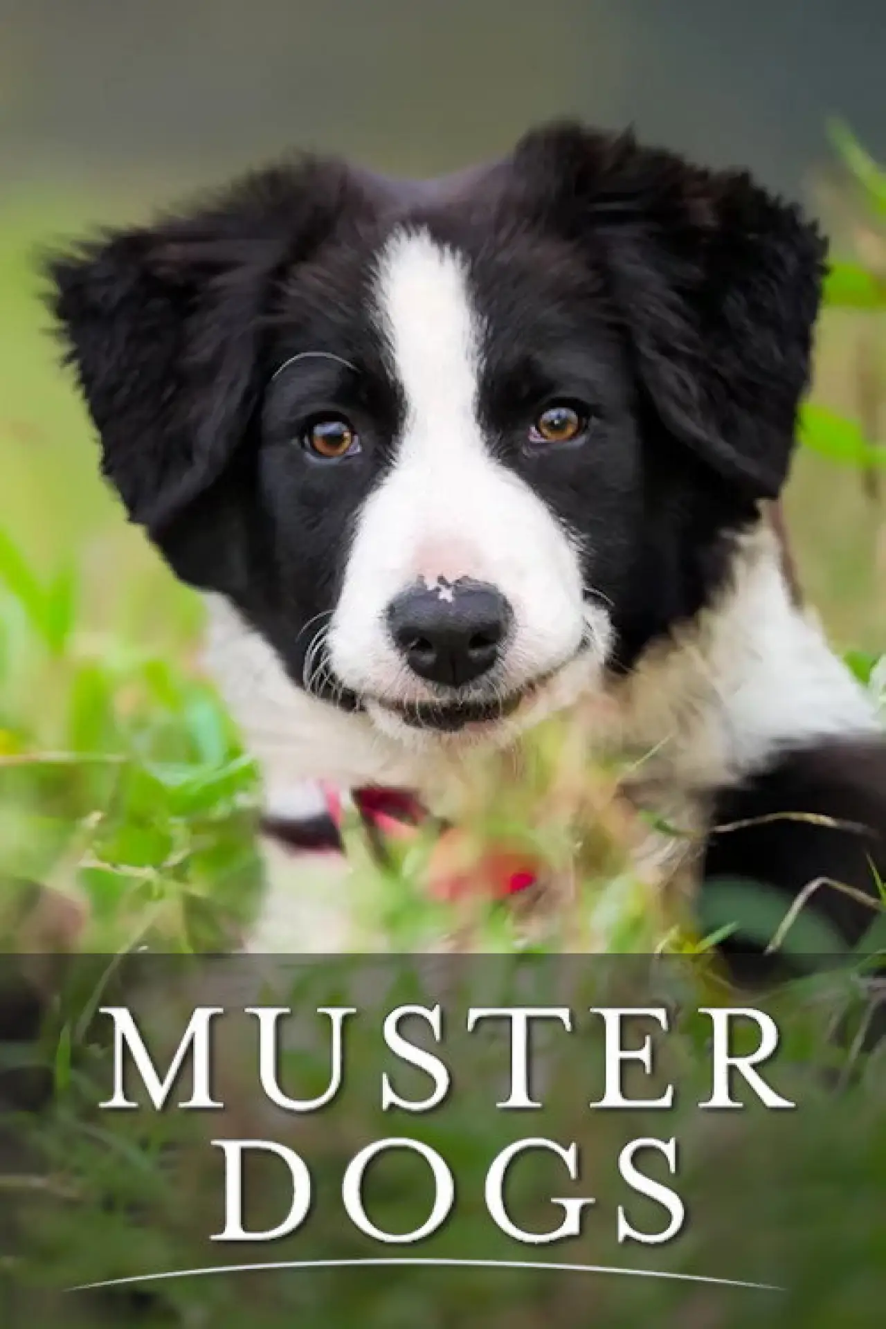 Постер к сериалу "Muster Dogs"