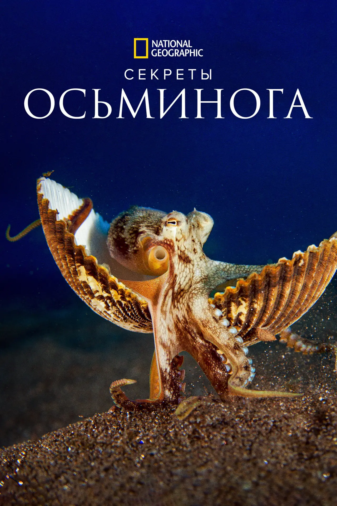 Постер к сериалу "Секреты осьминога"
