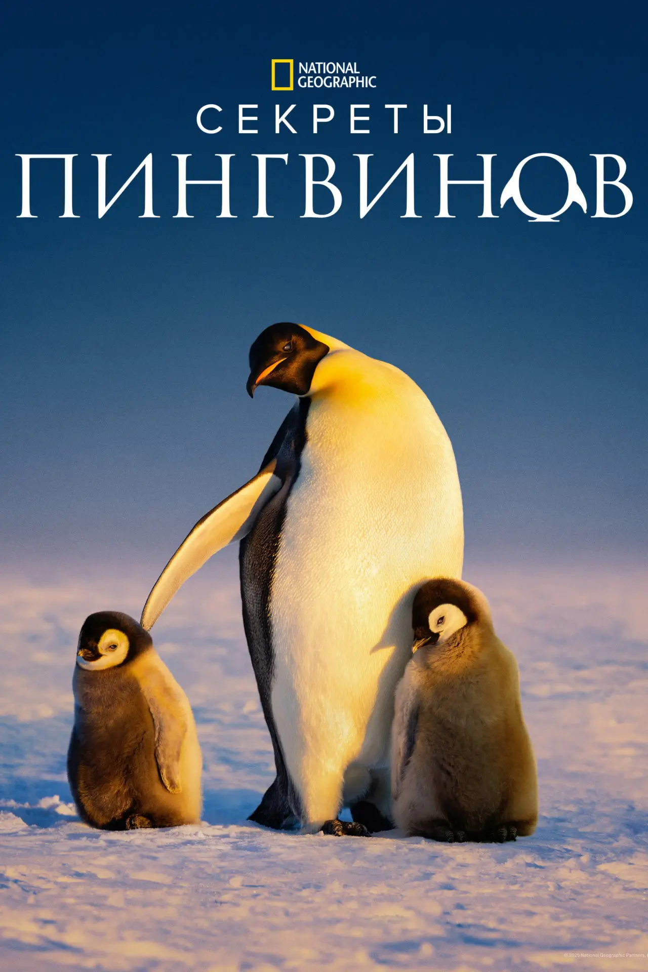 Постер к сериалу "Секреты пингвинов"