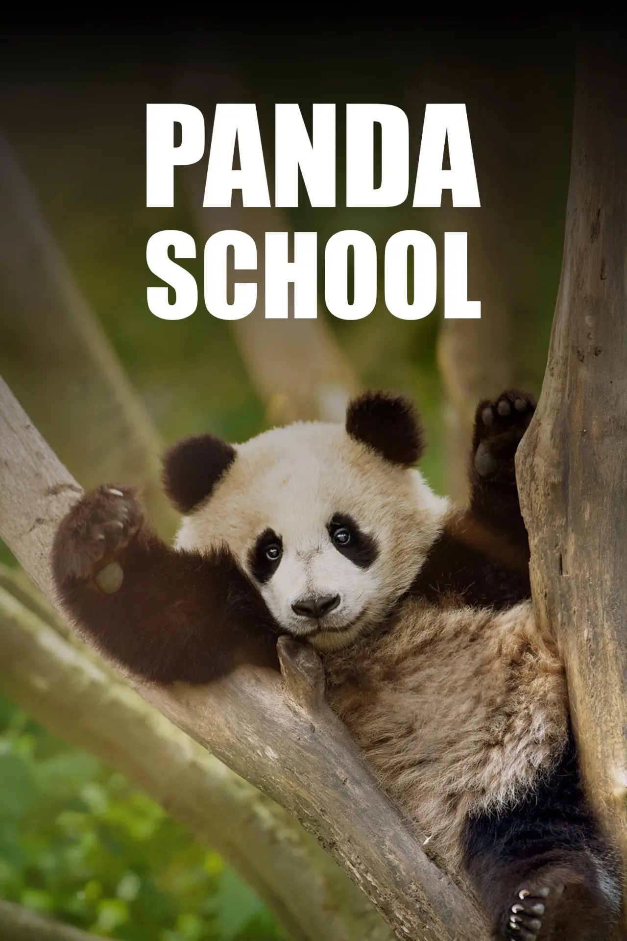 Постер к сериалу "Panda School"