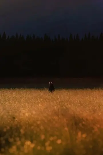 Постер к сериалу "Ходячие мертвецы" #1241534