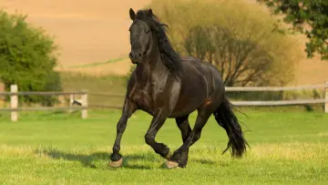 Задник к сериалу "The Adventures of Black Beauty" #1832696
