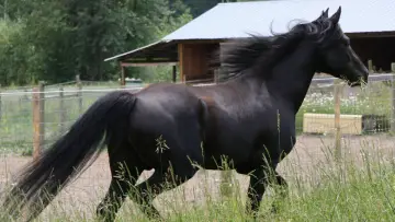 Задник к сериалу "The Adventures of Black Beauty" #1832698