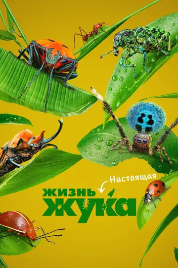 Настоящая жизнь жука