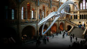 Задник к сериалу "Natural History Museum: World of Wonder" #1607673