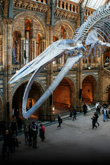 Постер к сериалу "Natural History Museum: World of Wonder" #1778710