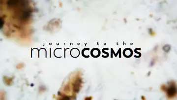 Задник к сериалу "Journey to the Microcosmos" #1562694