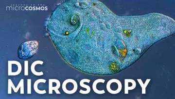 Задник к сериалу "Journey to the Microcosmos" #1562697
