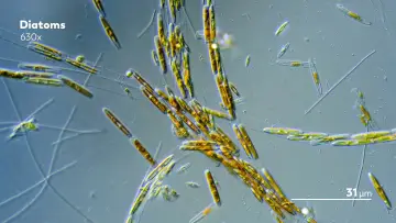 Задник к сериалу "Journey to the Microcosmos" #1562700