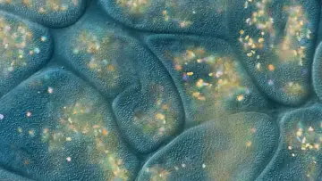 Задник к сериалу "Journey to the Microcosmos" #1562701