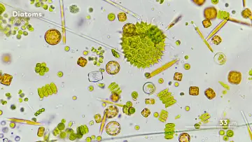 Задник к сериалу "Journey to the Microcosmos" #1562703
