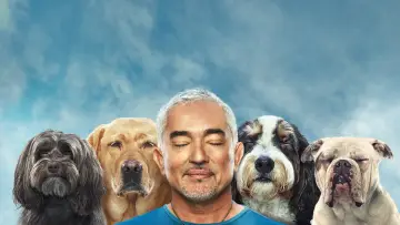 Задник к сериалу "Cesar Millan: Better Human, Better Dog" #1488569