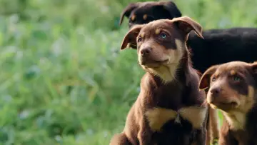 Задник к сериалу "Muster Dogs" #1609041