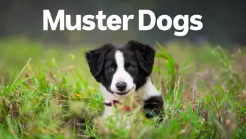 Задник к сериалу "Muster Dogs" #1609047