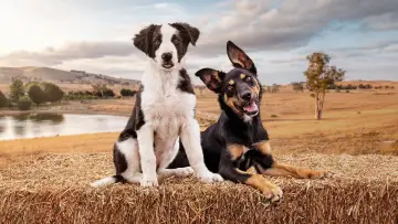 Задник к сериалу "Muster Dogs" #1609050