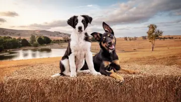 Задник к сериалу "Muster Dogs" #1609051