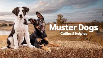 Задник к сериалу "Muster Dogs" #1609052