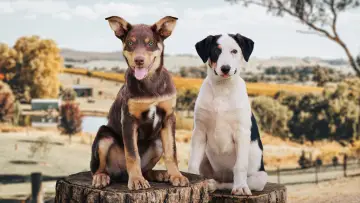 Задник к сериалу "Muster Dogs" #1609054