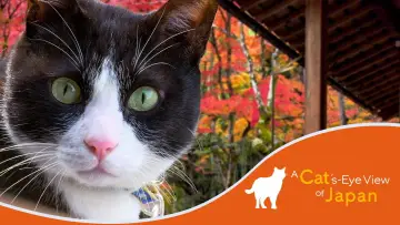 Задник к сериалу "A Cat