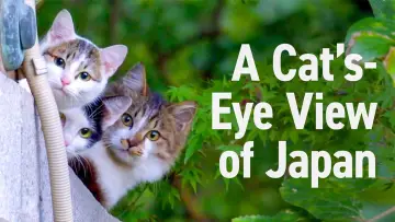 Задник к сериалу "A Cat