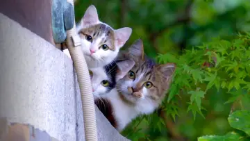 Задник к сериалу "A Cat