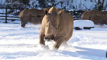 Задник к сериалу "Animal Park" #1342980