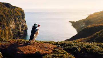 Задник к сериалу "Wild Isles" #1847542