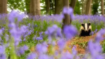 Задник к сериалу "Wild Isles" #1847543