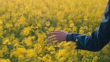Задник к сериалу "Если судьба преподносит тебе мандарины" #1328189
