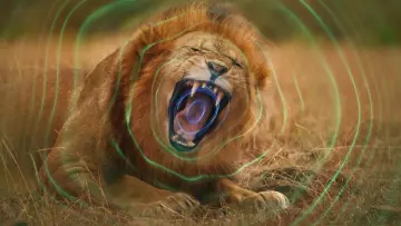 Задник к сериалу "Тайный мир звука с Дэвидом Аттенборо" #1850731