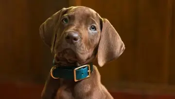Задник к сериалу "Скуби-Ду!" #1493403