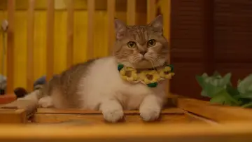 Задник к сериалу "Кот за деньги" #1486593