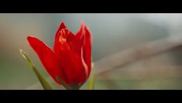 Задник к сериалу "Гассал" #1549833
