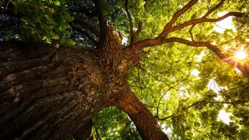 Задник к сериалу "The Secret Life of Trees" #1677272