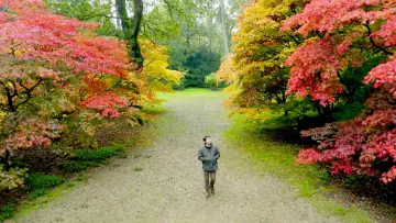 Задник к сериалу "The Secret Life of Trees" #1677274