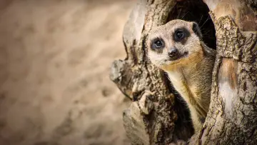 Задник к сериалу "Inside Longleat" #1481252