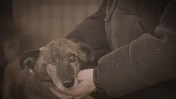 Задник к сериалу "How to kill a puppy and get rich - Die Hunde Mafia" #1555668