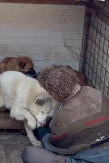Постер к сериалу "How to kill a puppy and get rich - Die Hunde Mafia" #1555670